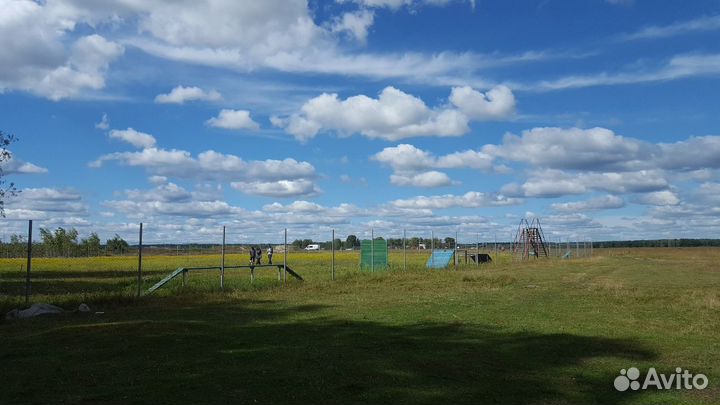Дрессировка собак в Брянске и области