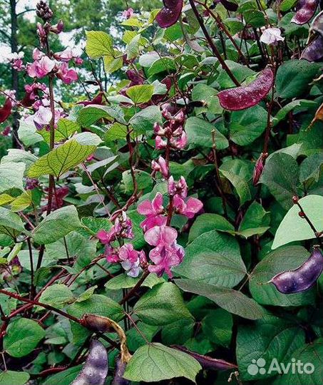 Фасоль декоративная