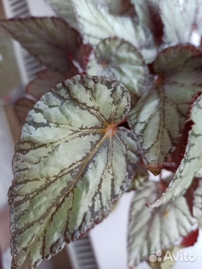 Продаю комнатные растения