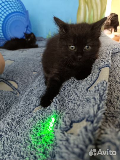 Сибирская кошка