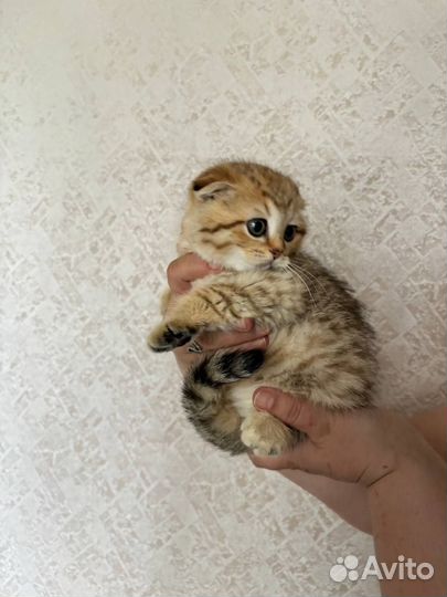 Шотландская вислоухая девочка
