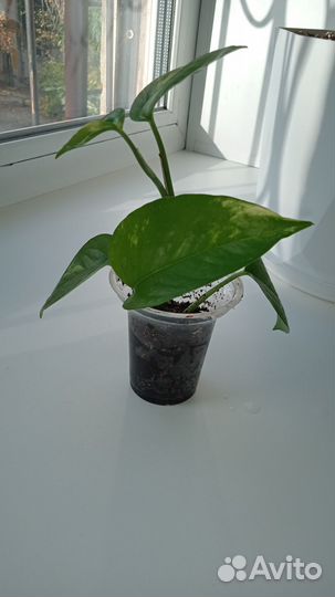 Сциндапсусы(эпипремнумы):Треби, Марбл Квин, Аурэум