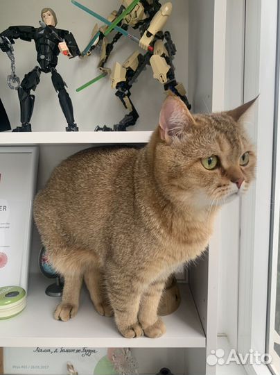 Кот золотой британец в семью без детей и животных
