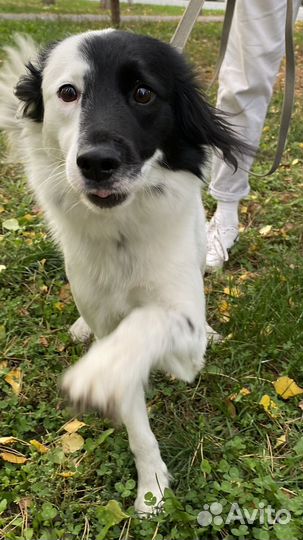 Собака в добрые руки