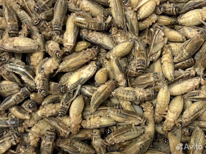 Сверчки и зофобас