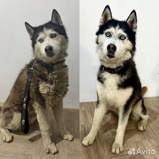 Сибирский хаски щет новый дом