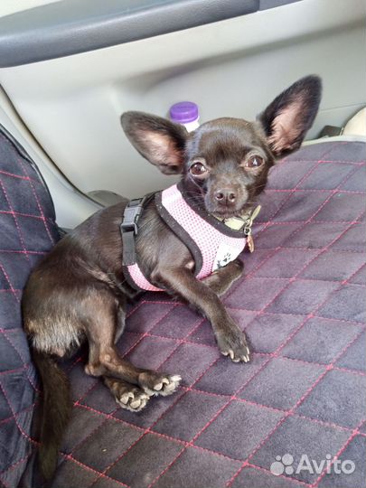 Мини той-терьер