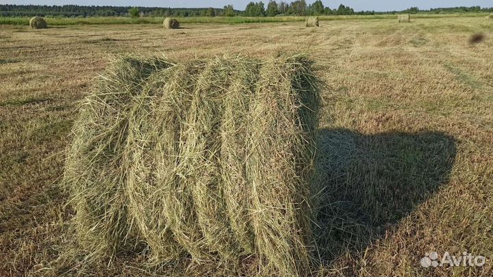 Сено в рулонах