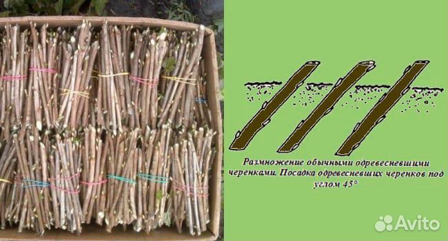 Чубушник венозный черенки для укоренения