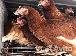 Куры несушки молодки