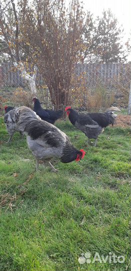 Инкубационное яйцо. Цыплята Джерсийского гиганта