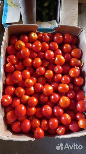 Помидор. Кабачок. баклажан. перец