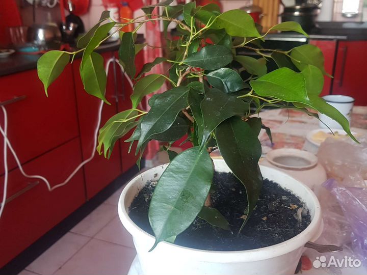 Бенджамина