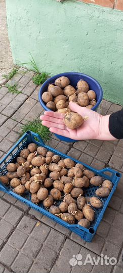 Картофель на посадку