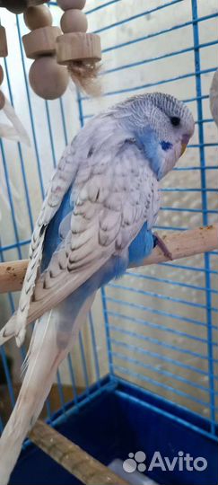 Волнистый попугай