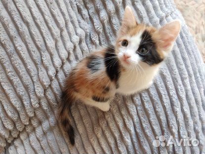 Котята мейн-кун метис
