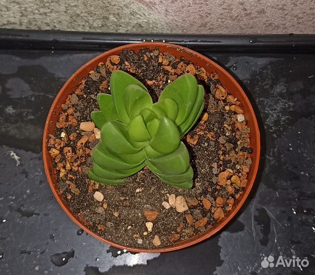 Крассула бен