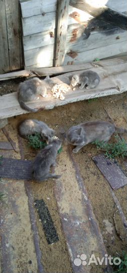 Котята в добрые руки бесплатно