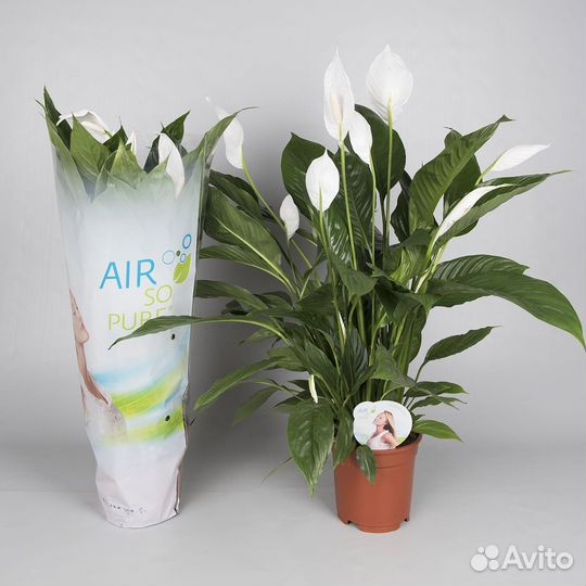 Растения для офиса