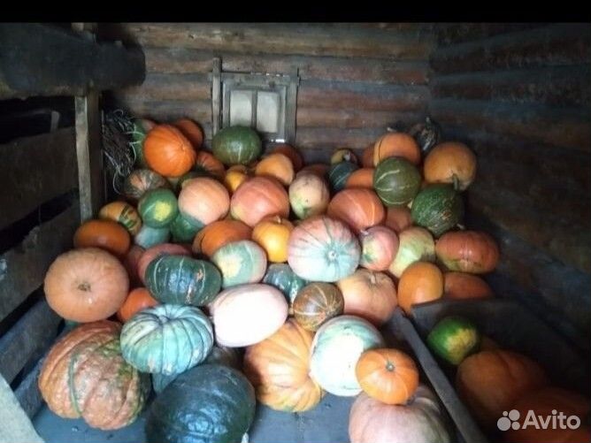 Семена тыквы