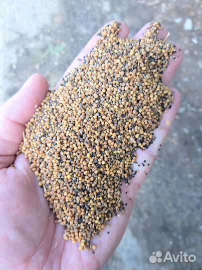 Горчица. Отходы горчицы