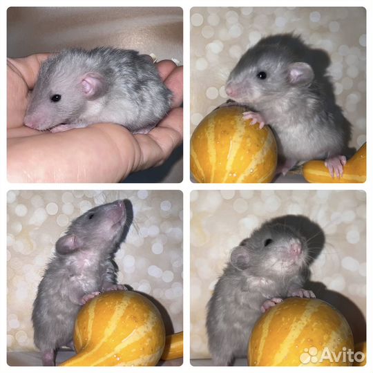 Крысята Дамбо редкие окрасы и типы шерсти