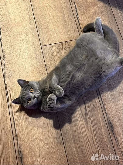 Шатланские котята