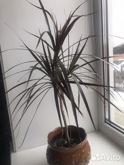 Цветок драцена