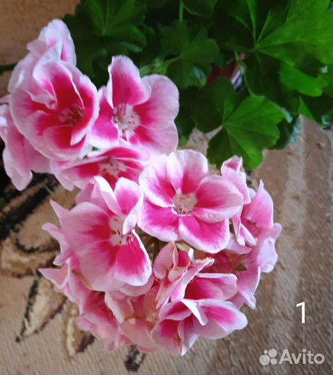 Пеларгония герань