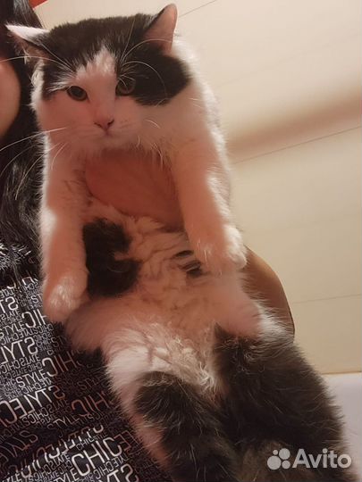 Кошка в дар