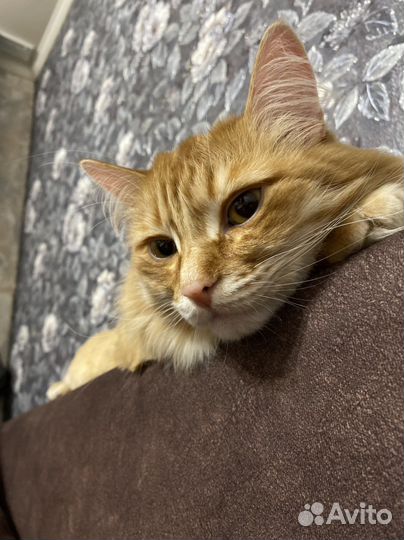 Кот Бегемот