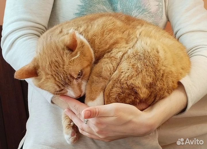 Котик в добрые руки