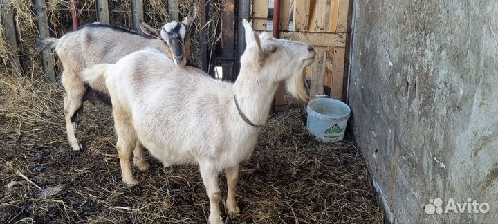 Продам Козу дойную