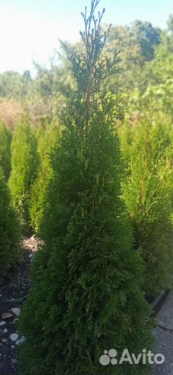 Туя западная смарагд