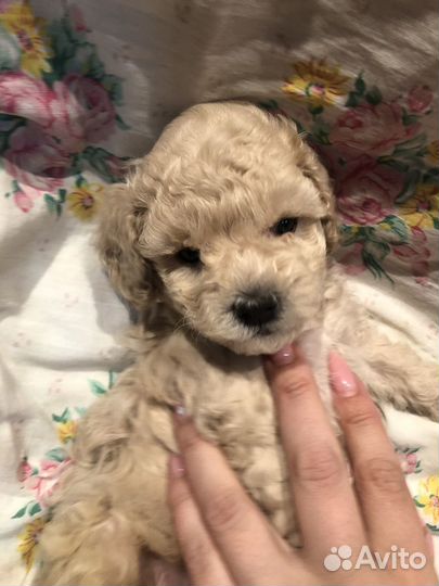 Той-пудель мини девочка