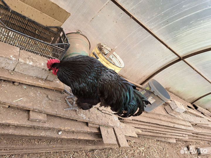 Джерсийский гигант