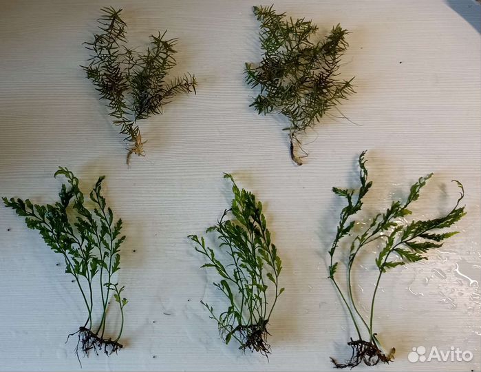 Растения и коряги затонувшие для аквариума