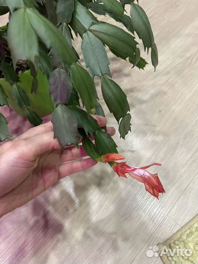 Декабрист шлюмбергера