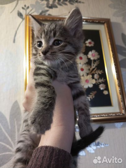 Кошки бесплатно