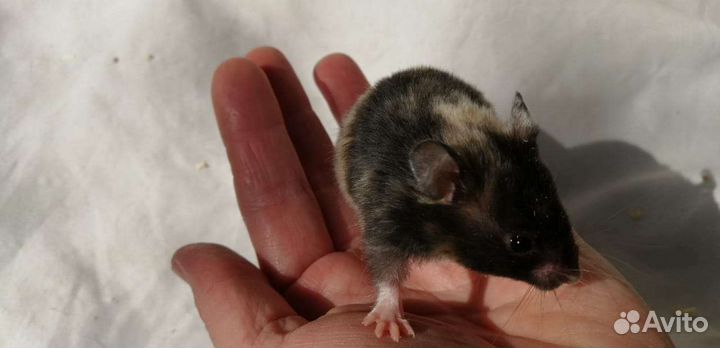 Хомяки экзотических цветов