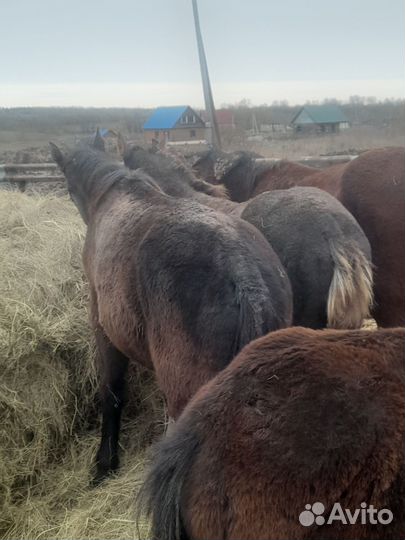 Жеребята Жеребцик Кобылы