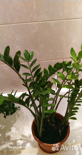 Замиокулькас