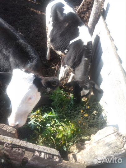 Корова телка