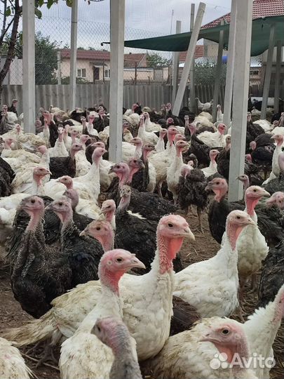 Индюки индюшата