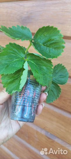 Рассада клубники Мармолада