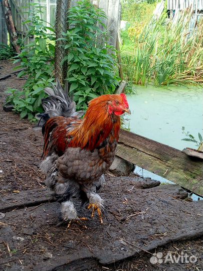 Петух брама