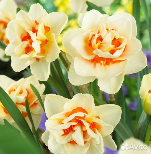 Луковицы нарциссов