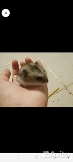 Джунгарский хомяк