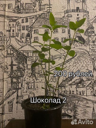 Мята сортовая