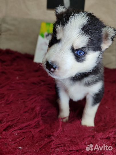 Сибирский хаски